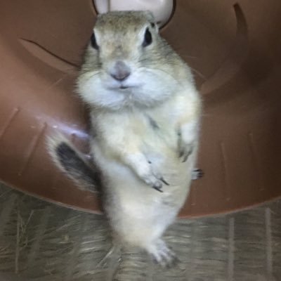 リチャードソンジリス🐿️
ずうちゃん♀️2018.6.11〜2021.12.16🌈
みぃちゃん♀2019.5〜2023.12.15🌈
ちゅうたん♂2020.4〜2025.4.19🌈
ちぃちゃん♀2023.5〜
ぷぅちゃん♂2023.5〜