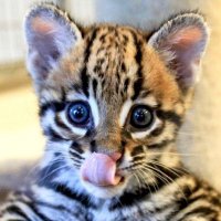 Animals Pics (@animalspics69) 's Twitter Profile Photo