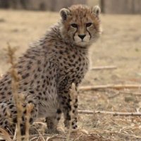 👑Soltan61👑 (@soltan612) 's Twitter Profile