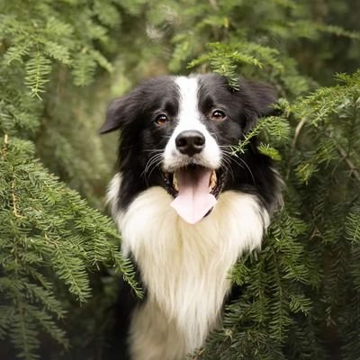 Silas🐶 Male♂️ Border collie🐾 1,9 years old✨️ Birthdate 17-12-2020 🎉