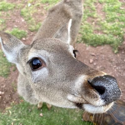 eveca_'s profile picture. Antropóloga. Algo de experiencia en gestión y políticas públicas. Limeña por accidente, sureña de corazón y convicción. Opiniones personales.