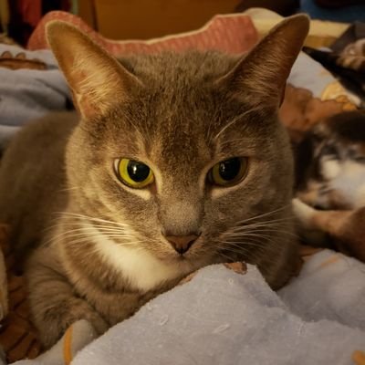 SilbyGrayCat Profile Picture