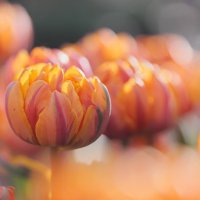 🇮🇹おおつのピヨ🐥🔔👖 (@petyunia51) 's Twitter Profile Photo