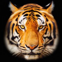 T.I.G.E.R MOOD (@tiger_mood) 's Twitter Profile