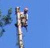 Storm tree removal, emergency tree services and stump grinding extraordinaire.