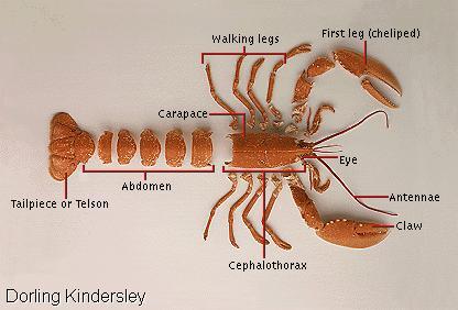 Crustacean Station: interested in all things crustacean. The breaking stories, what's new in lobster ethics, international crab relations etc