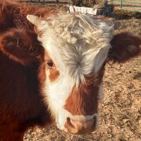 Rockin' Rodeo Ranch (@tobywitt8) 's Twitter Profile