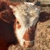Rockin' Rodeo Ranch (@tobywitt8) Twitter profile photo Rockin' Rodeo Ranch (@tobywitt8) Twitter profile photo