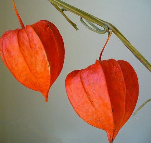 WriteRevise's profile picture. Copy editor. I'm also a blogger, creative writer, artist, and avid reader.