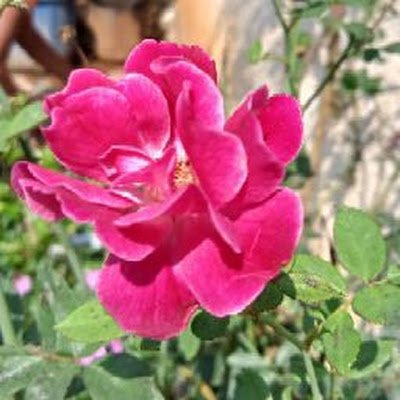 MinakshiNishad2's profile picture. 