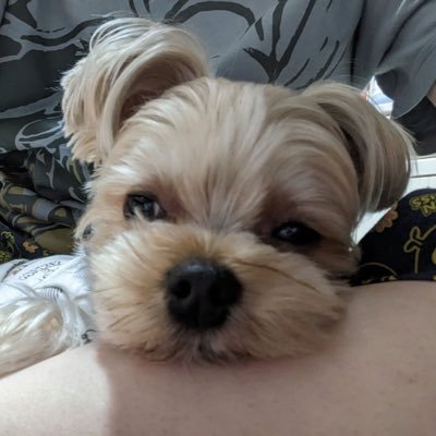 17vara09's profile picture. 宇宙の話と歴史の話とセキュリティの話が好き OSDA/