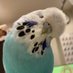 🧵せせり🥬🐦 (@seseri110713) Twitter profile photo 🧵せせり🥬🐦 (@seseri110713) Twitter profile photo