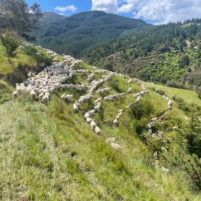 CraigPlunkettnz's profile picture. 