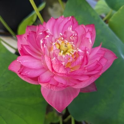 芸術好きのただのロマンチスト。好きなお花畑はレンゲ畑。反新自由主義。反グローバル。今はれいわや日本共産、社民を応援します。弱者をいじめる権力者が大嫌い。平和な暮らしを望みます。