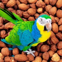 ParrotysNuts(@ParrotysNuts) 's Twitter Profileg