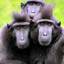 BatamCornerKick's profile picture. SayaNKRI🇲🇨✌