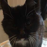 Chriskies (@osrschriskies) 's Twitter Profile