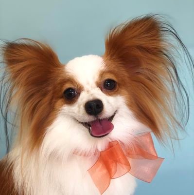 🐶✨Join Jasmine, the cutest Papillon, for some relaxing moments on YouTube! Watch her daily videos here: https://t.co/eldZcwH4GI