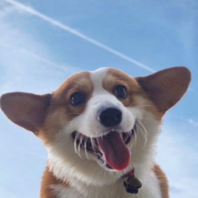 Owner of MiGa Dogs Farm
#Corgi #Shiba #FrenchBulldog #Poodle
🐶 🐕 🐾

Friendtech: https://t.co/LemcEUpOPk