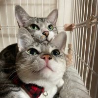 彩葉ฅ^•ﻌ•^ฅ🐟ฅ^•ﻌ•^ฅ (@0_zero9071) 's Twitter Profile