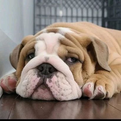 Welcome to our English Bulldog Lovers World.. This Page is dedicated to all English Bulldog Lovers and Owners..