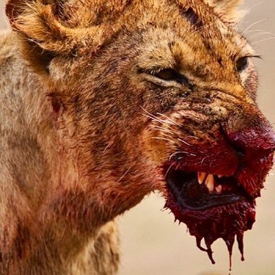 adrianvanmorr's profile picture. Automotive Engineer, Defense professional. CEO at Marconi spa.