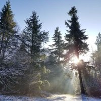 POW Tree of the Week (@powtrees) 's Twitter Profile