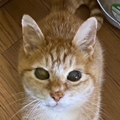 🐈猫は神💘大好き💕／🎌大切な日本🌸／売国政党中国に売国楽しいか❓／保守議員支持🎌／日本改革党支持🎌／日本保守党支持🎌／エロ、 副業、宗教に興味無いです／天安門事件／DMしません❌