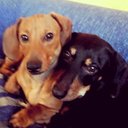 Anna Fortunato - @AnnaFor31864787 - Twitter