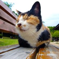 白たん (@shirotan043) 's Twitter Profile