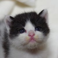 博士(工学) (@rakutanist) Twitter profile photo