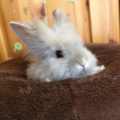 いやくようがいげきぶつさんのプロフィール画像