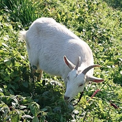気軽に宜しく👍️
🐰🌙🐾🍓他にもVの方々の配信見ていますが基本的にROMてますがよろしくです!
フォローといいねボタン勝手に押しますがご容赦ください😃
趣味はツーリングなおじみそライダー🏍️
たまに釣り🎣やアウトドア好き🔥
志はセミ!