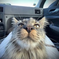 Léa (@bigotla2) 's Twitter Profile
