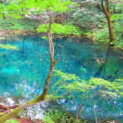 蒼（低浮上）さんのプロフィール画像