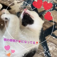 Takechiyo (@takechi39786872) 's Twitter Profile