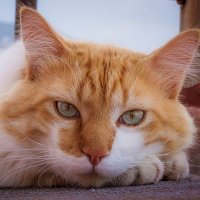 ネコの独り言😻🎌🇯🇵🇪🇺 (@puhu_kissa) 's Twitter Profile