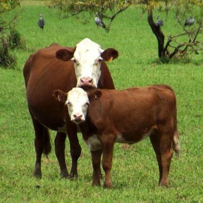 Conservar y Producir en el Estero