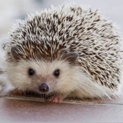 4yMgihKvLgscWQA's profile picture. 魔界編まで終わってます。新しく始めたいので是非交換お願いします宇宙編一緒クリアか未来編1章クリアでお願いします