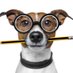 DogTurd™ (@dogturdcanada) Twitter profile photo DogTurd™ (@dogturdcanada) Twitter profile photo