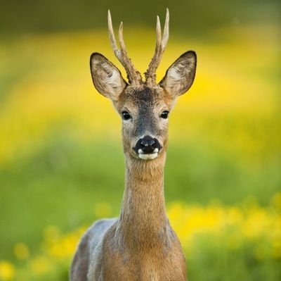 Deer Class
