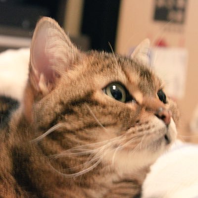 かゆさんのプロフィール画像