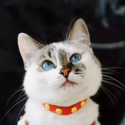Intosai1's profile picture. 