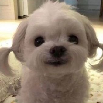 meninaeva's profile picture. Artist-researcher. She/her. Brazilian. koo: @meninaeva