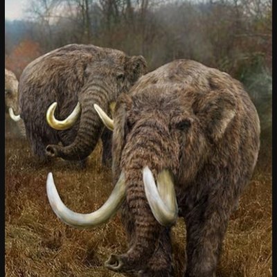 molenaar_laura's profile picture. Verhuisd naar mastodon. Moved to mastodon. Flutt í loðfíl: @lauramolenaar@mastodon.social.