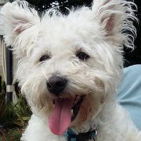 Sue 🦆🐎🐶🐱🐔⚽️🏴 (@suesouthworth5) 's Twitter Profile Photo Sue 🦆🐎🐶🐱🐔⚽️🏴 (@suesouthworth5) 's Twitter Profile Photo