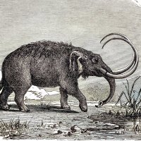 Henderson the Purple Rain King (@erickso_e_n) 's Twitter Profile Photo