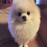 わが家のRALDほのぼの日記 (@buruwan2rald) Twitter profile photo