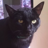 Júlio Cesar Oliveira Rocha (@juliorochaart) 's Twitter Profile