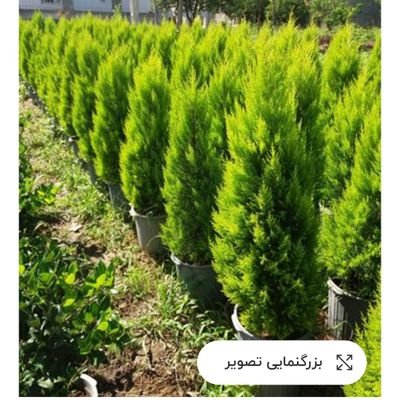 به جای دونبال کردن عیب دیگران، درجوستجوی عیب خودم هستم